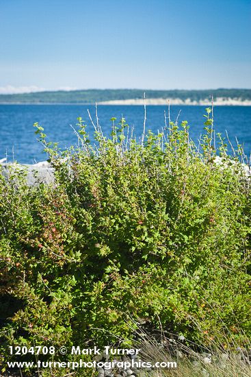 Ribes divaricatum