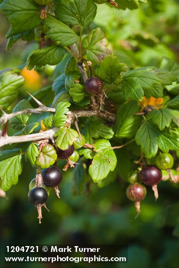 Ribes divaricatum