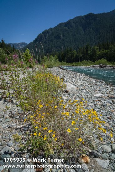 Eriophyllum lanatum