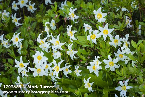 Erythronium montanum