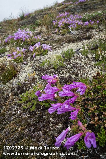 Penstemon davidsonii
