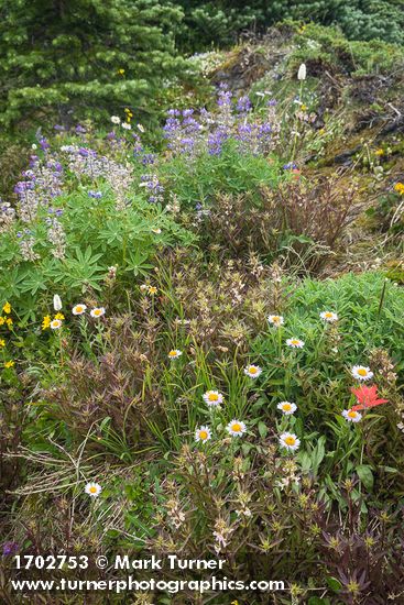 Erigeron glacialis; Lupinus latifolius; Castilleja miniata; Pedicularis racemosa
