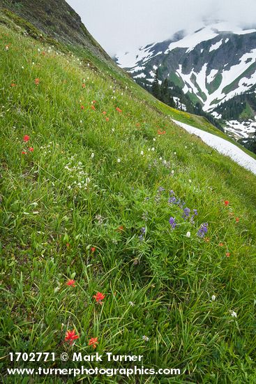 Castilleja miniata; Lilium columbianum