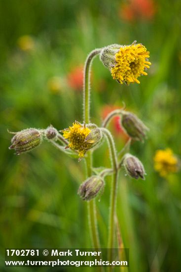 Arnica parryi