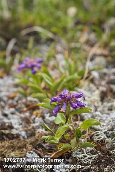 Penstemon procerus