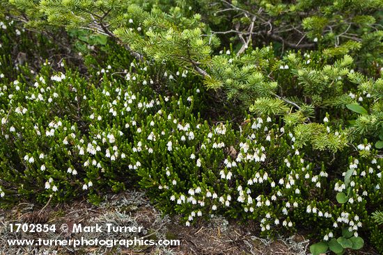 Cassiope mertensiana