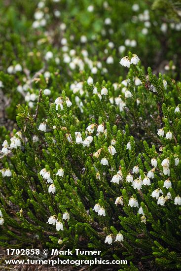 Cassiope mertensiana