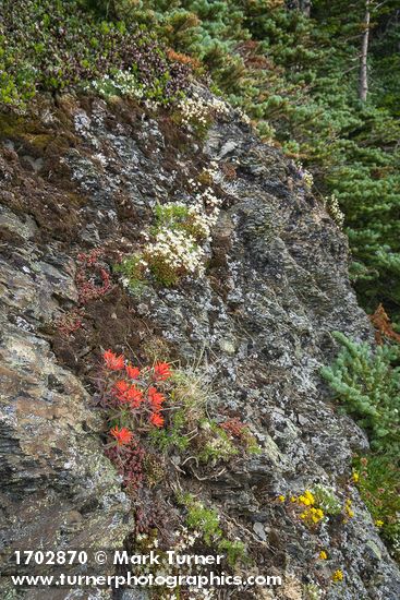 Castilleja rupicola; Saxifraga bronchialis; Sedum lanceolatum