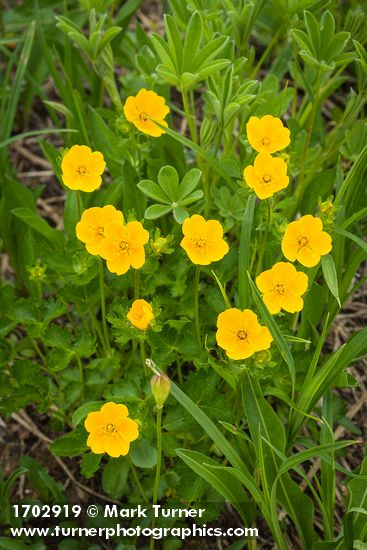 Potentilla flabellifolia