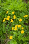 Fan-leaf Cinquefoil