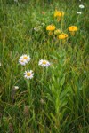 Columbia Lily & Wandering Daisies