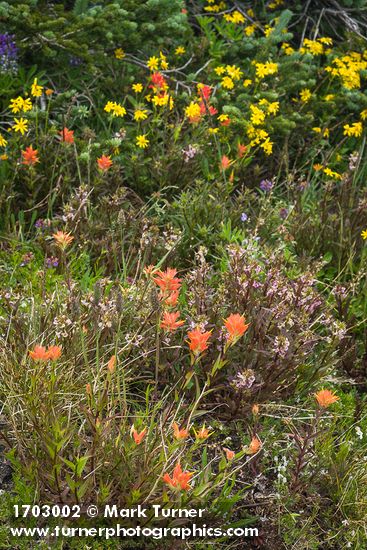Castilleja miniata; Pedicularis racemosa; Arnica latifolia; Abies lasiocarpa