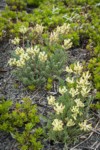 Common False Locoweed