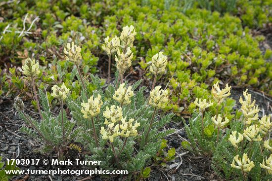 Oxytropis campestris