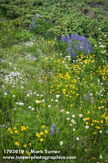 Arnica latifolia; Bistorta bistortoides; Lupinus latifolius; Erigeron glacialis; Phlox diffusa; Valeriana sitchensis; Abies lasiocarpa