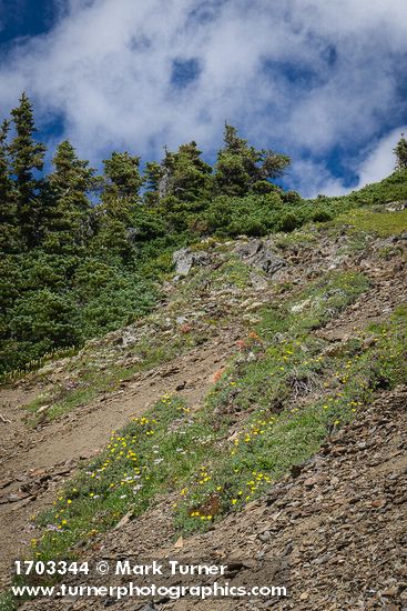 Dasiphora fruticosa; Saxifraga bronchialis; Erigeron glacialis var. glacialis; Abies lasiocarpa