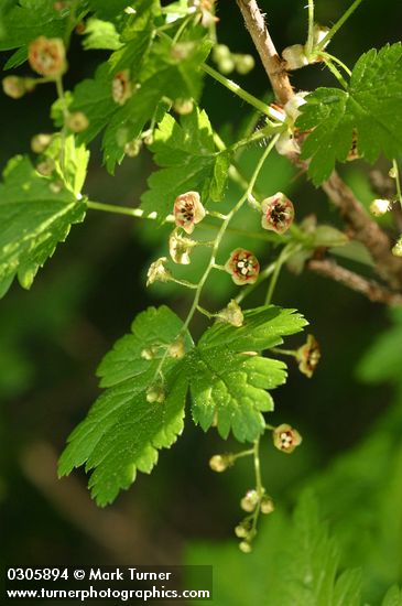 Ribes lacustre