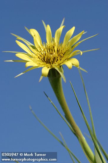 Tragopogon dubius
