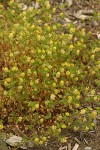 Field Clover