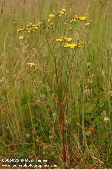 Crepis capillaris