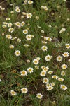 Eaton's Daisy