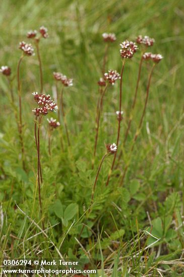 Horkelia fusca