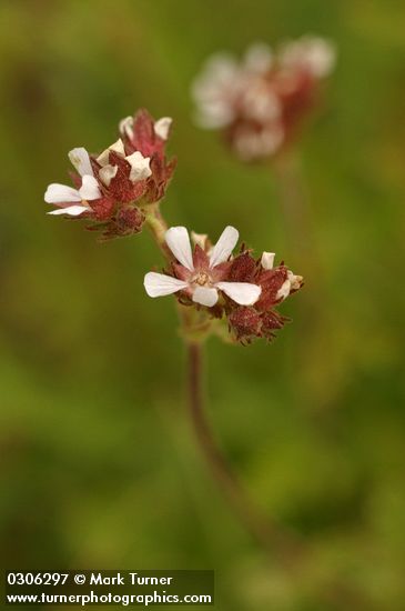 Horkelia fusca