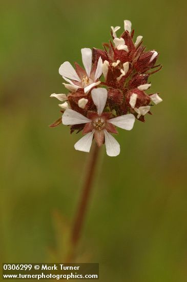 Horkelia fusca