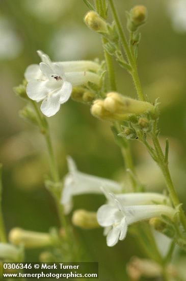 Penstemon deustus