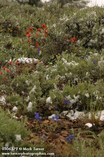 Artemisia tridentata; Castilleja applegatei; Delphinium nuttallii