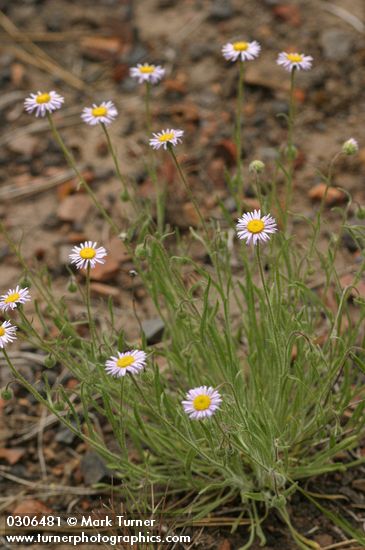 Erigeron pumilus