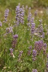 Tailcup Lupines