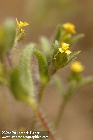 Madia minima