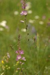 Oregon Checker Mallow