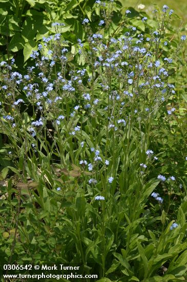 Hackelia micrantha