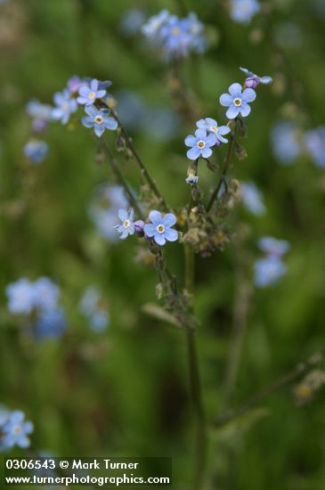 Hackelia micrantha