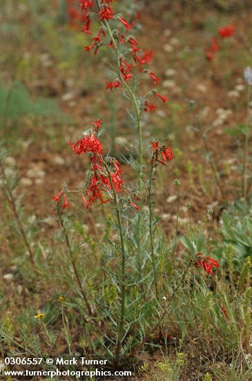 Ipomopsis aggregata