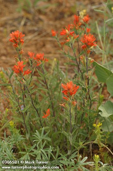 Castilleja hispida ssp. acuta