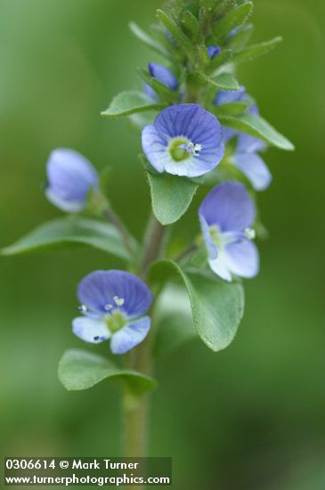 Veronica serpyllifolia