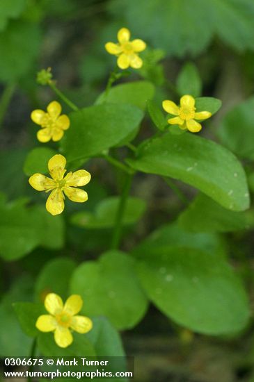 Ranunculus populago