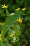 Blue Mountain Buttercups