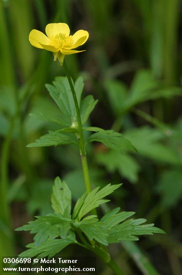 Ranunculus orthorhynchus var. orthorhynchus
