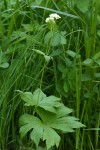 False Bugbane