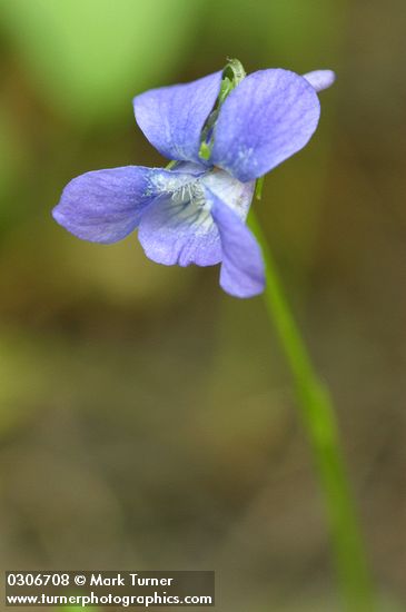 Viola adunca