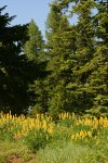 Sabin's Lupines