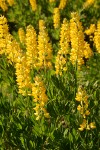 Sabin's Lupines