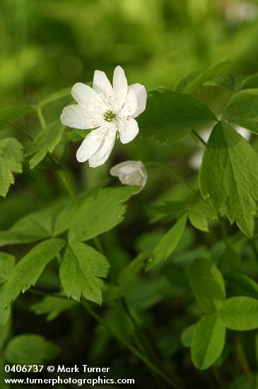 Anemone oregana