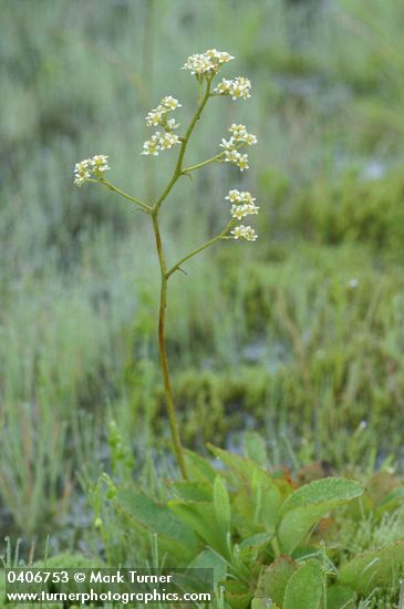 Saxifraga oregana