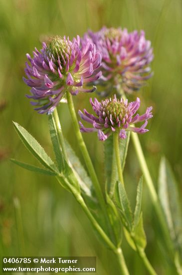 Trifolium douglasii