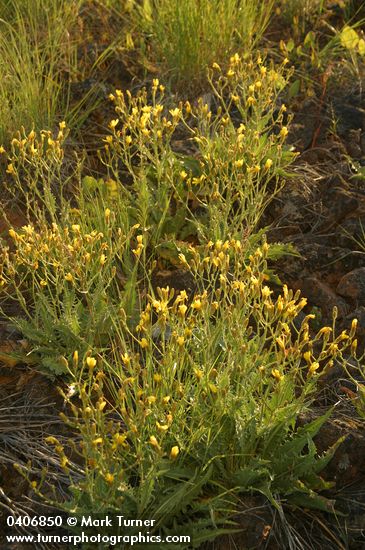 Crepis occidentalis